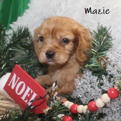 puppy, for, sale, Cockilear, Joe & Cherri  Overlease, dog, breeder, Miller, MO, dog-breeder, puppy-for-sale, forsale, nearby, find, puppyfind, locator, puppylocator, aca